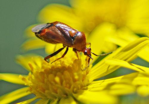 Réf. 263 462 : Deraeocoris ruber